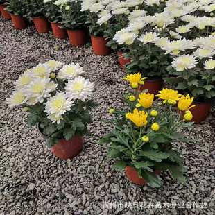 ���m�������� ��ɫ�Sɫ�ջ����m���r�л��ջ������G�� ǧ�^��צ��