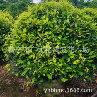 �V�|С��ľ�S������@���������^��ľ�����ֲ���ľ�L�����е���