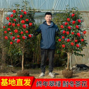 Camellia Saplings Potted Florals Large Indoor Courtyard Plants Cold-Resistant Bonsai Evergreen Four-Season Flowering Camellia