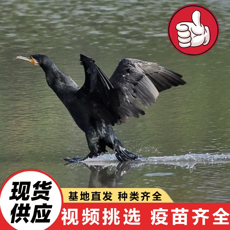 Искусственно разведенные живые птицы-осплиты для демонстрации в живописных местах продаются оптом, специализируются на рыболовстве, и выращиваются специально.