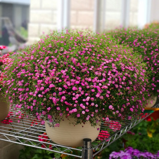 Gypsophila Seeds Are Easy to Grow Flower Seeds, Four-Season Flower Seeds, Easy to Live and Bloom Continuously, Flower Seeds, Garden Seeds