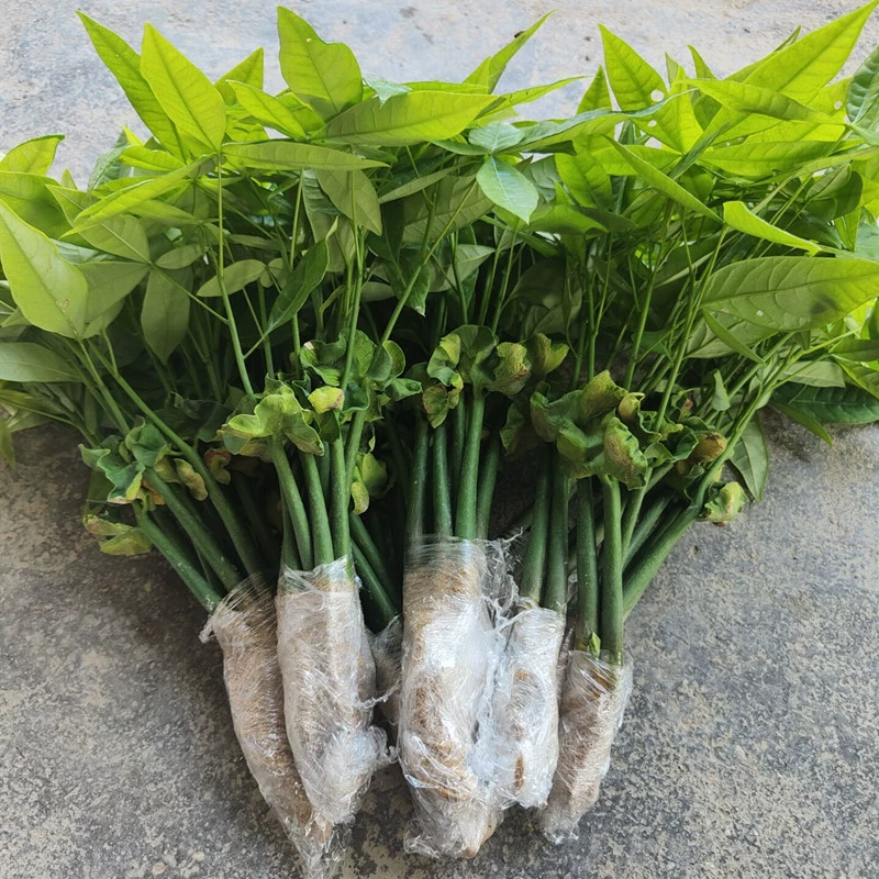 Богатое дерево горшечные маленькие саженцы комнатные растения офис гостиная зеленая посадка