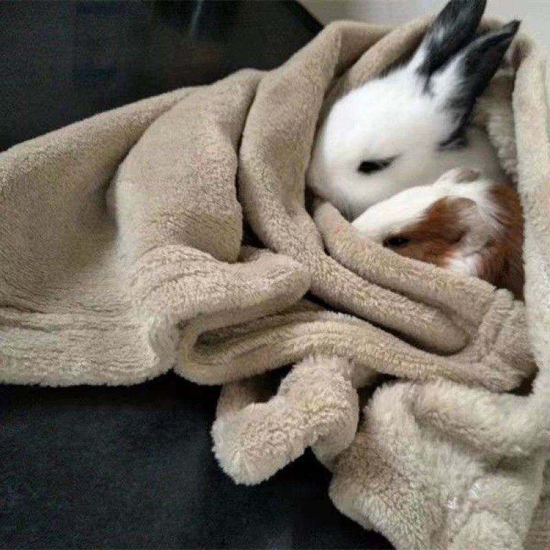 Падение ушей декоративная кролик кролик легко кормить вид, сложенная карлик голландский морозный белошерстный питомец милый миниатюрный
