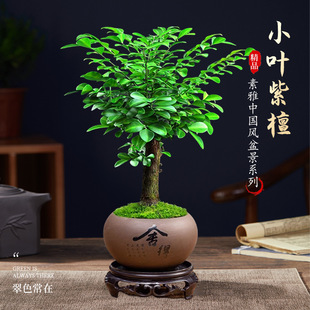 lobular red sandalwood bonsai green plant potted plant indoor office desktop flower sapling plant old pile four seasons good to feed