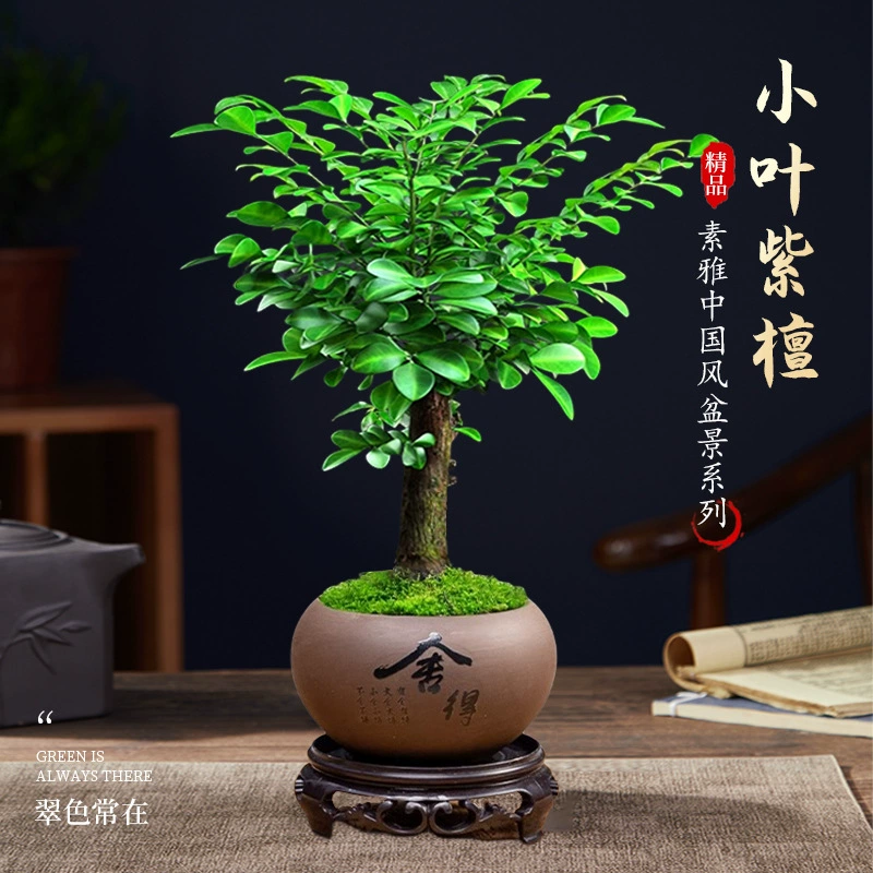 Небольшой лист из розового дерева бонсай зеленая посадка в горшке