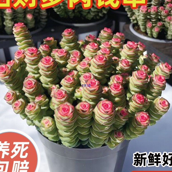 Money String Succulent Colorful Plant Indoor Balcony Potted Flower Green Plant Old Stump Money String Succulent Desktop Flowers