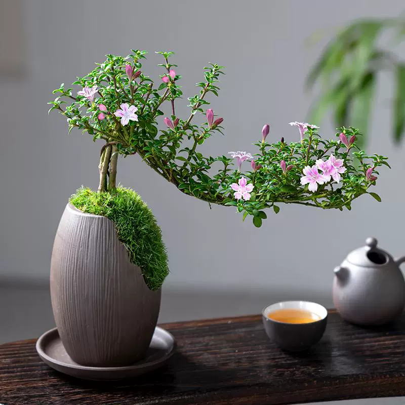 Красный цветок, июньский снег, бонсай, скала, старый пень, двулепестковый балконный цветок, комнатное зеленое растение, легкий в уходе цветочный горшок.