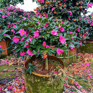 ��÷���������ļ��t��÷���Сõ��ؔ�񳯂}�Ϙ����羰�̨������