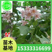 苗木场楸树苗 喜光耐寒 工程绿化苗木 观赏植物庭荫树行道树