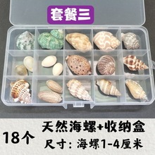 旅游纪念品海边贝壳海螺科普材料标本套装礼盒幼儿园海洋生物收藏