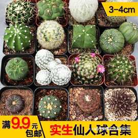 实生好养活仙人球根系仙人柱短毛日出易合集组合仙人掌新手