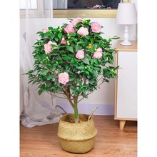 һl軨ɽ軨ļ҃ȳ൤玧