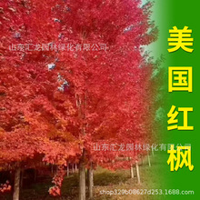 �G����ľ���������t�����lͥԺС�^�t�����ľ