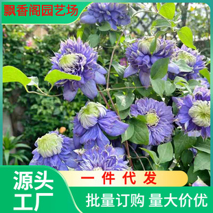Blue Light Clematis Seedlings, Courtyard Climbing Vines, Climbing Plants, Florals, Balcony Potted Plants, Easy to Grow Green Plants, Large Florals for All Seasons