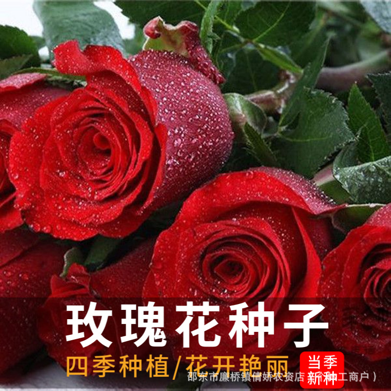 玫瑰花种子四季开花易活花种籽子室内盆栽室外庭院绿植物鲜花种子