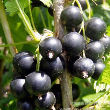 供应高浓度 黑加仑香基 水溶 5KG起订