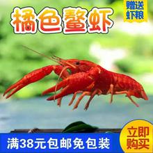 观赏虾水族宠物虾天空侏儒橘白蓝鳌虾淡水1虾类水产海鲜餐垒德株