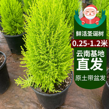 云南直发香松盆栽树苗四季常青圣诞树客厅庭院桌面北欧绿植盆景