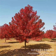 基地批發紅楓5-10 公分美國紅楓 原生紅楓 各種規格齊全 量大優惠