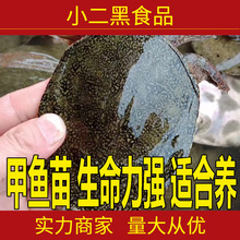 甲魚苗小甲魚童子鱉放養養殖放生鱉半斤水魚團魚鹵味火鍋甲魚食材