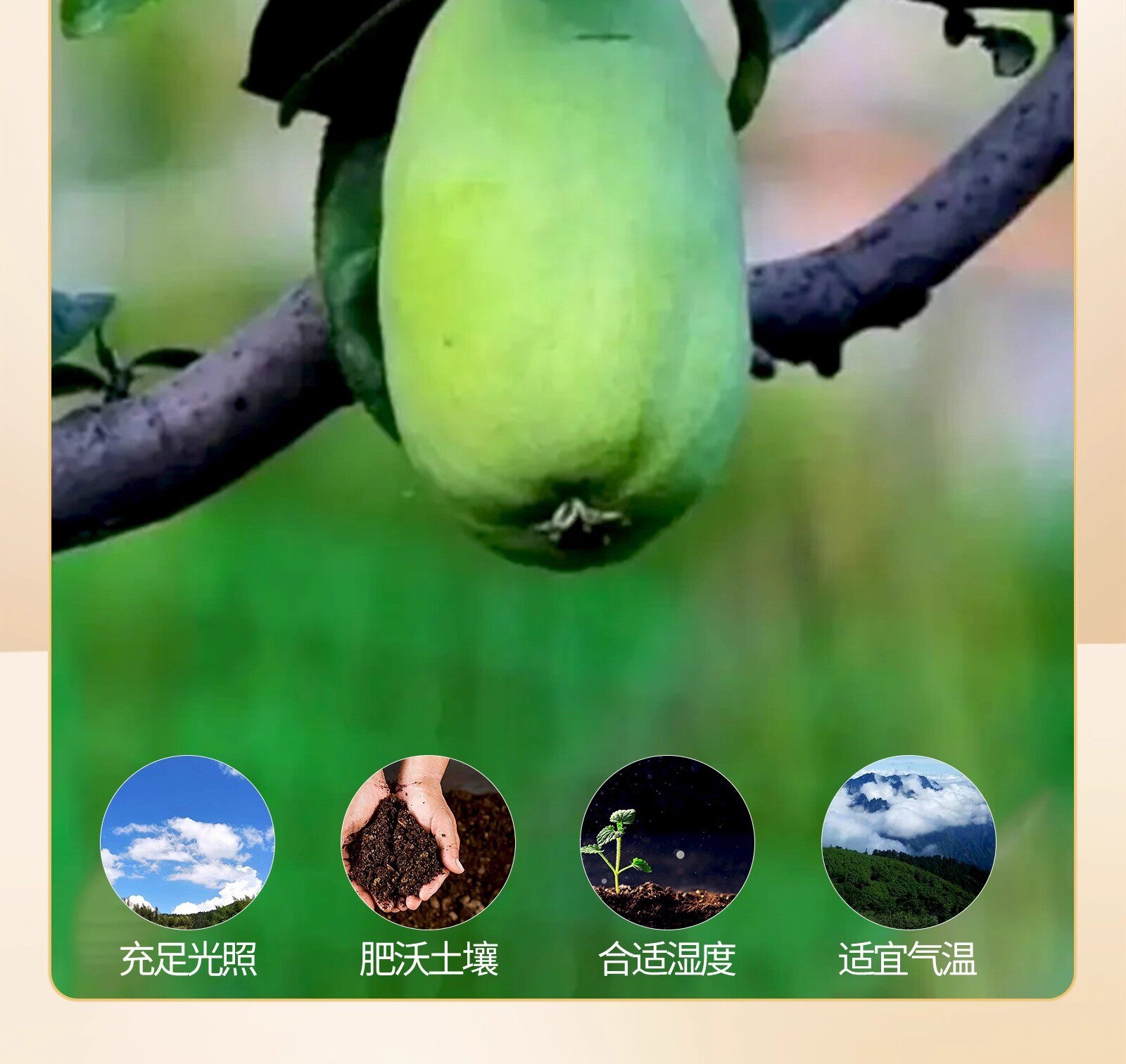 Dried Chaenomeles Fruit Slices Xuan Mu Gua 木瓜 Chinese Herbal Tea and Decoction Ingredient 500g Sulfur-Free key features