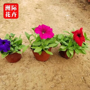 Two-Color Pot Morning Glory Landscape Flower Greening Project Four-Season Sowing Multi-Color Morning Glory Qingzhou Wholesale Bowl Male Flower
