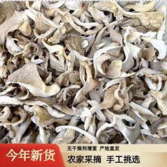平菇干货蘑菇干北风菌食用干蘑菇片农家山珍营养凤尾菇新货散装