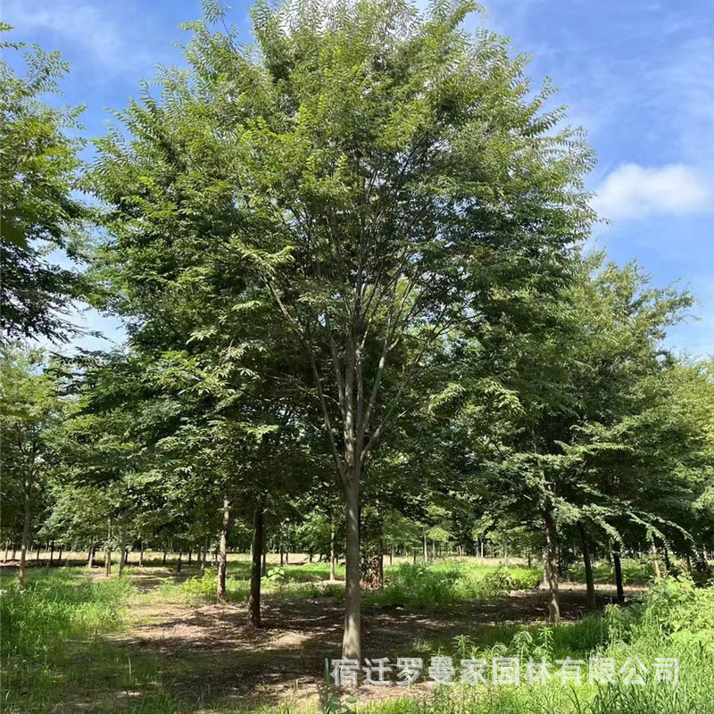 榉树苗批发园林四季工程绿化植物嫁接观叶植物行道风景树红榉树苗