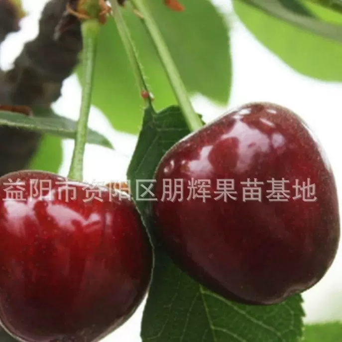 果树苗木车厘子苗南方嫁接大樱桃树苗 红妃樱桃苗 果大不落裂果