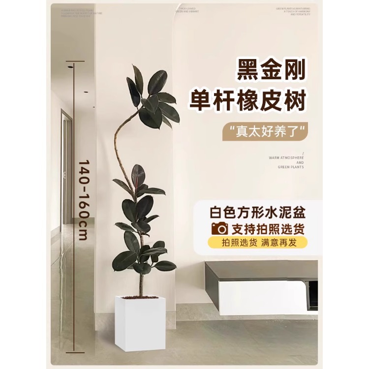 [가벼운 럭셔리 플로팅 브랜치] 싱글 플로팅 브랜치 고무나무--1.4- 1.6m -흰색 사각형 시멘트 분지-트레이 포함