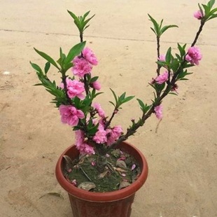 �ذ��һ����������ԉ����Ҙ����辰�䘶�匚����������Ժ��B�׻�