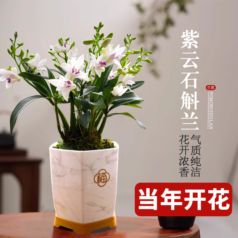 蘭の苗、紫雲スプラッシュインク、デンドロビウム蘭、冬のつぼみ付き、グリーン植物の鉢植え、卓上花を販売|undefined