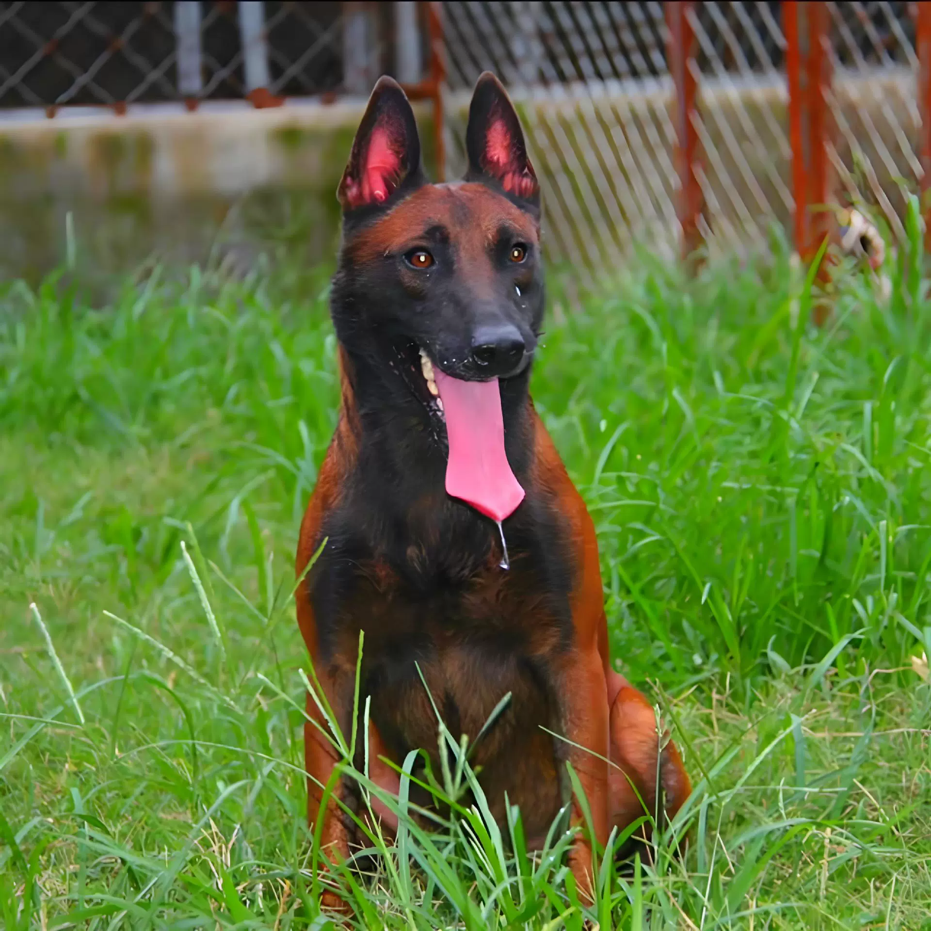 Породистые щенки бельгийского малинуа, популярные щенки бельгийского малинуа, живые охранники бельгийского малинуа, двуровневые питомцы.