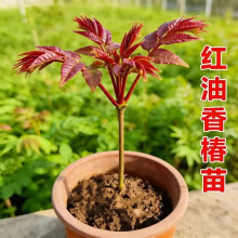 �㴻��t���㴻�����㴻ѿ���ϱ����Nֲ�߮a���Ȯ����ժ���Ե���