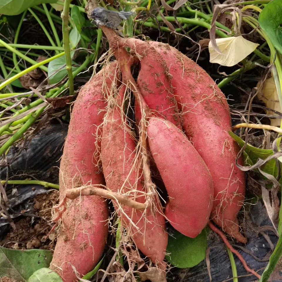 山东烟薯25号蜜薯糖心红薯番薯代发烤红薯地瓜批发烟薯25烤薯专用