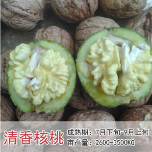 �޽Ӻ��Ҙ���������ϱ����Nֲɽ������8518���Ա�����Ƥ����Y��