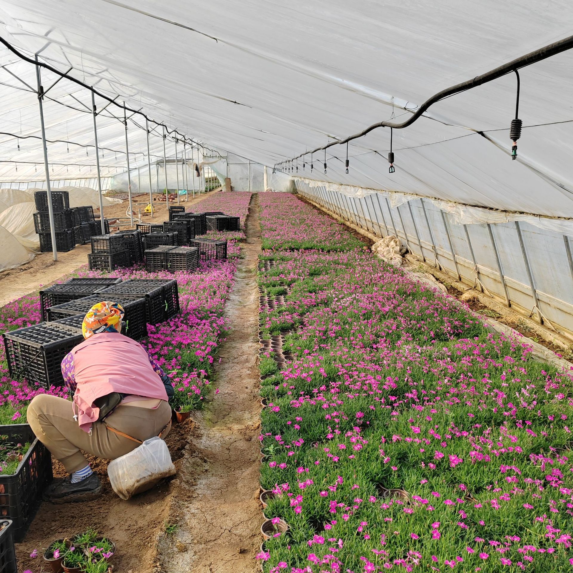欧石竹花苗 开花草坪山东青州盆栽花卉 耐寒耐旱四季常青庭院绿化