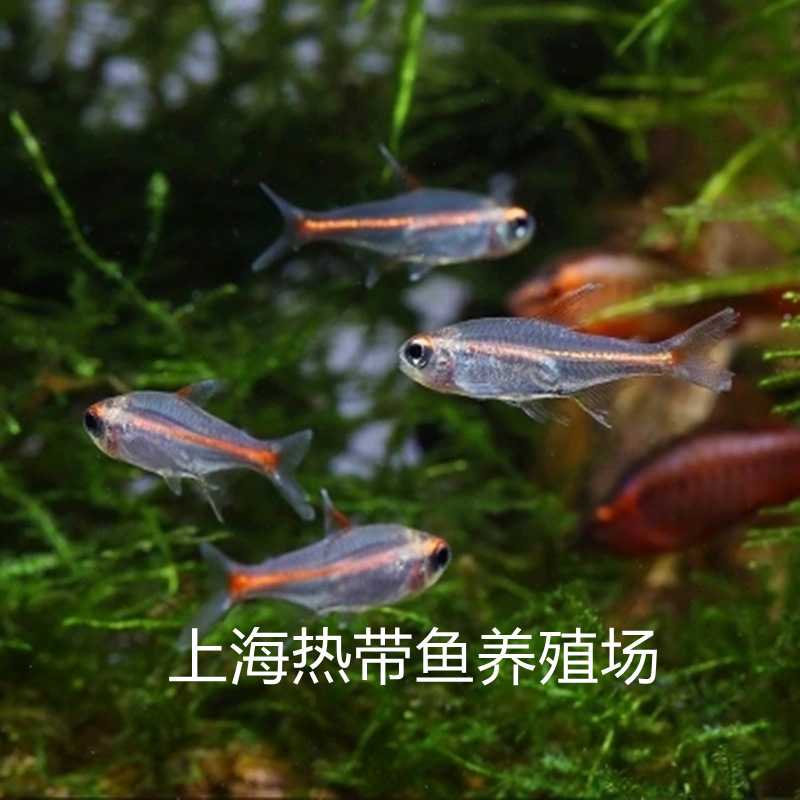 红灯管鱼活体玻璃霓虹灯鱼热带鱼鱼观赏鱼透明鱼渔场批发渔场直供