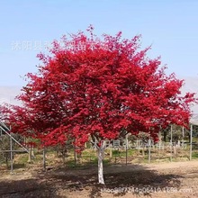 �t����������l�@�ֹ��̾G����ľ���^�^�p��ľ�ձ��t�������t����