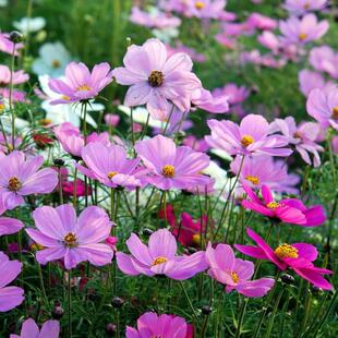 ��˹�շN�Ӹ�ɣ���ݷN���ļ����NҰ���M�ϸߗU���U�҃������׳ɻ�