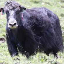 �ຣ��ͨ��ţ ��ʲ����ţ �o�ǚ�ţ ��ţ�r�� ��ţһ�^�����X