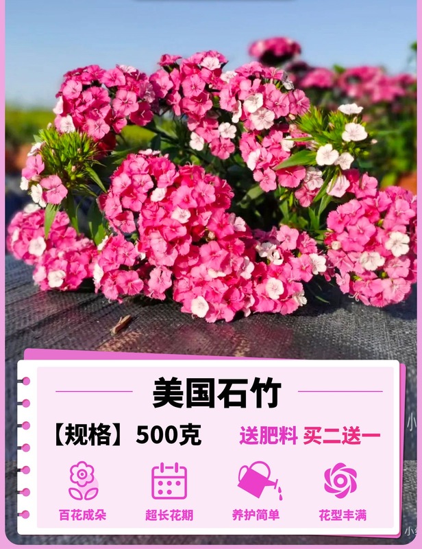 ヨーロピアンコスモスの花の種子は耐寒性の低生のカラフルなコスモスの花の種子で、ベランダ、中庭、屋内外で四季を通じて播種して開花させることができます。|undefined