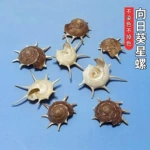 向日葵星螺短刺星螺天然海螺贝壳收藏标本螺科普鱼缸造景装饰摆件
