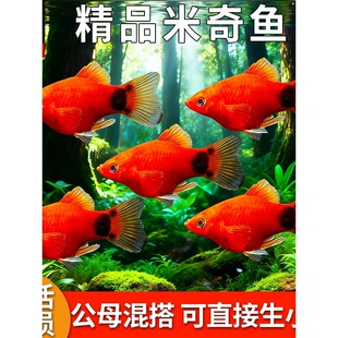 �����~̥���~���w�~�Ꭷ��ˮ�~��С�~�״��С�~�����֬����~
