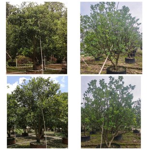 �����㙴�� �ǱP�e�����^�G������ ���Ә� ���ݘ�