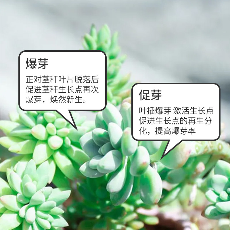 德沃多優芽素多肉專用促多頭側芽細胞分裂素促芽催芽矮胖素爆芽素