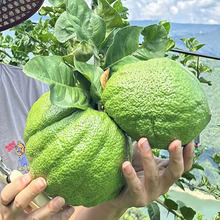 ����㙴��Ȼ��޹���幩�㙴���ָ����rˮ��Gֲʳ��ֲ������l