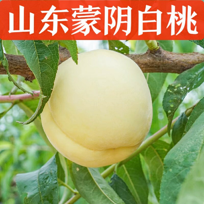 Shandong Mengyin Peach Cream White Peach Seasonal Whole Box 2.5kg Fresh Fruit Peach Dropshipping