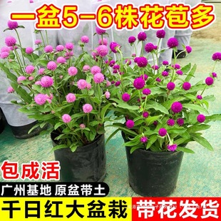 ǧ�ռt���Ի��玧����ͥԺ�̨�ļ��_���͟��r�����ռt���ܾGֲ��