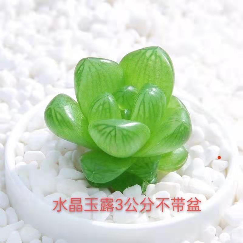 크리스탈 제이드 듀 모종은 약 3cm개 정도입니다(뿌리가 벗겨진 상태로 배송됨).